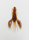 2 3/4" Crayfish