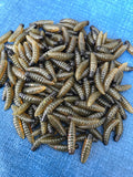 Wax Worms