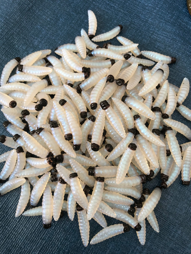 Wax Worms – CoolWaters Fishing Products