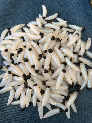 Wax Worms